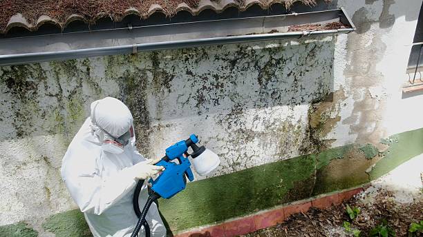 Top rated local Mold Removal specialists in Fayetteville, TN